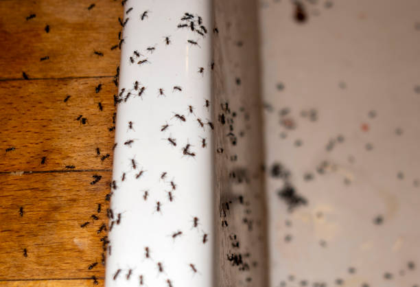 Best Emergency Pest Control  in Parkville, MD