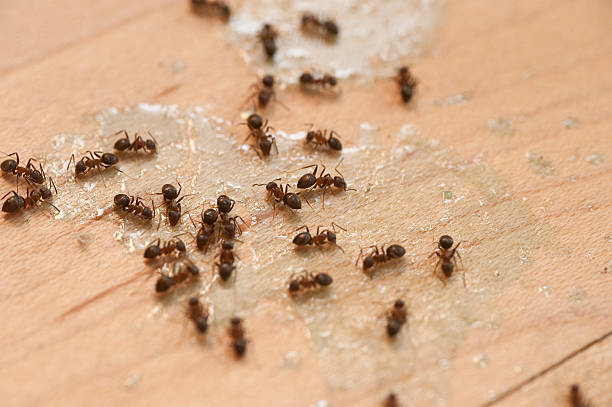 Best Commercial Pest Control Services  in Parkville, MD